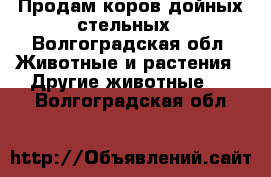 Продам коров дойных стельных - Волгоградская обл. Животные и растения » Другие животные   . Волгоградская обл.